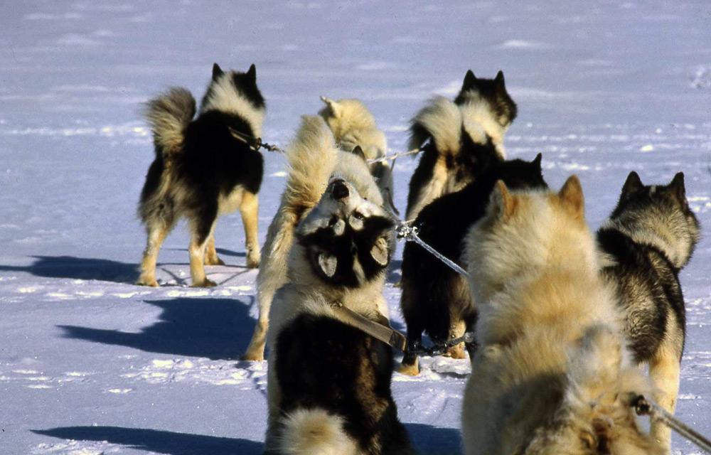 Transport canine store typically a husky